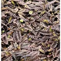 Feines Fiederpolster - Leptinella potentillina
