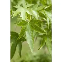 Pflanzen für Dich Baum Liquidambar styraciflua, Amerikanischer Amberbaum - Sonniger bis halbschattiger Laubbaum mit spektakulärer Herbstfärbung in Rot, Orange und Gelb, ideal für naturnahe Gärten und pflegeleicht.