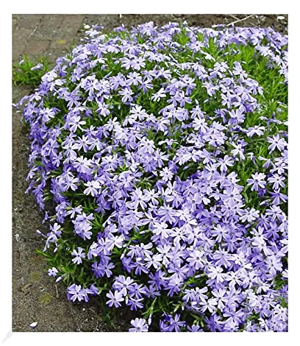 BALDUR Garten 3x Blauer Teppich-Phlox, Pflanzen im 9x9 cm-Topf, winterhart, Polsterphlox, Polster-Flammenblume, Polsterstauden, Teppichphlox, Phlox subulata, trockenresistent, bienenfreundlich