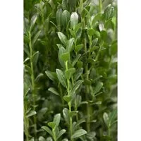 Ilex crenata 'Fastigiata' 125-150 cm - Japanische Stechpalme - Heckenpflanzen mit dichten, säulenförmigen Wuchs und glänzend dunkelgrünen Blättern. Pflegeleicht, winterhart und ideal für Hecken oder Kübel.