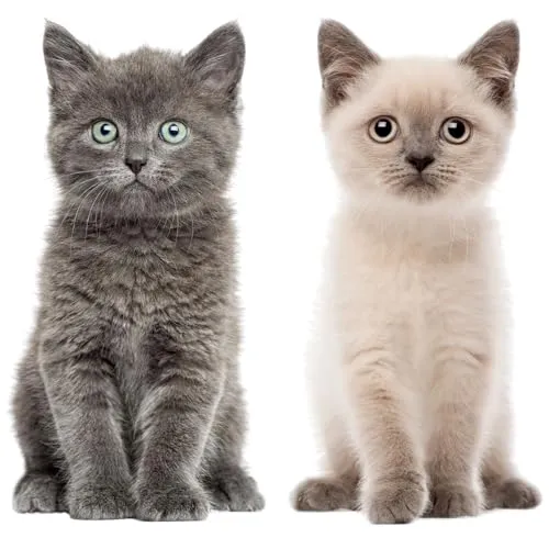 Katzen-Baby Aufkleber Set I 2 niedliche Sticker für Tier-Freunde I Grau & BraunI lebensecht groß I Dekorations-Idee I permanenthaftend I selbstklebend I Wandtattoo I dv1031