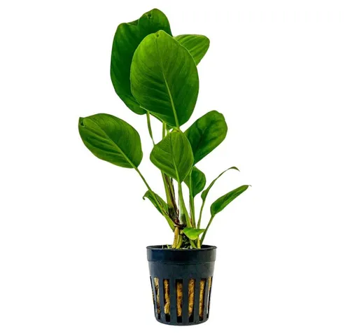 Aquaone Wasserpflanze Aquarium Pflanze Anubias heterophylla Topf Nr.302