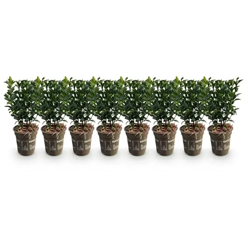 GreenboutiQ - Heckenpflanzen - Euonymus japonica Green Spire - Blatt grün - 8 Pflanzen - 1 laufender Meter - immergrün - Topf 9cm Höhe 20-25cm