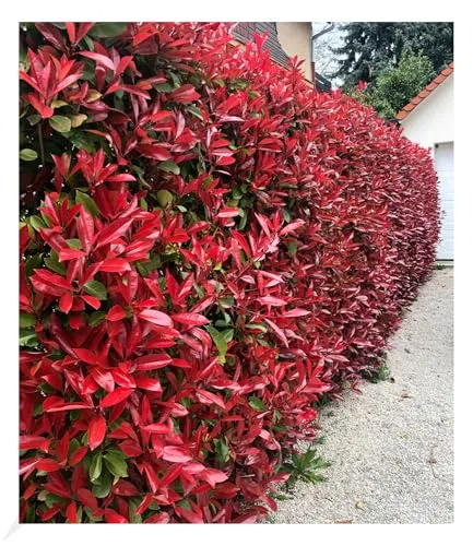 BALDUR Garten Photinia-Hecke 'Red Robin' - 20 winterharte Pflanzen - Immergrüne Glanzmispel (Photinia fraseri 'Red Robin') mit rötlichem Austrieb, ideal für Balkon und Garten, pflegeleicht und winterhart.