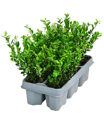 Dehner Japanischer Ilex Jenny, Stechpalme, 6 Stück, immergrün, ca. 10-15 cm, Laubstrauch