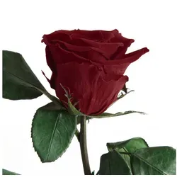 ROSEMARIE SCHULZ Heidelberg Ewige Rose mit Stiel – Burgundy - Kunstblumen, 50 cm hohe Infinity Rose aus 100% echter, konservierter Rose, ideal als zeitloses Geschenk für besondere Anlässe. Langlebig und pflegeleicht, vereint sie Eleganz und Nachhaltigkeit.