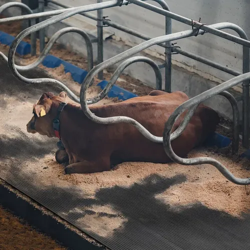 Stallmatten aus Gummi für Tierhaltung | 10 mm Stärke | 200 x 100 cm - Robuste Stall-Gummimatte, sorgt für optimalen Komfort und Hygiene in der Tierhaltung.