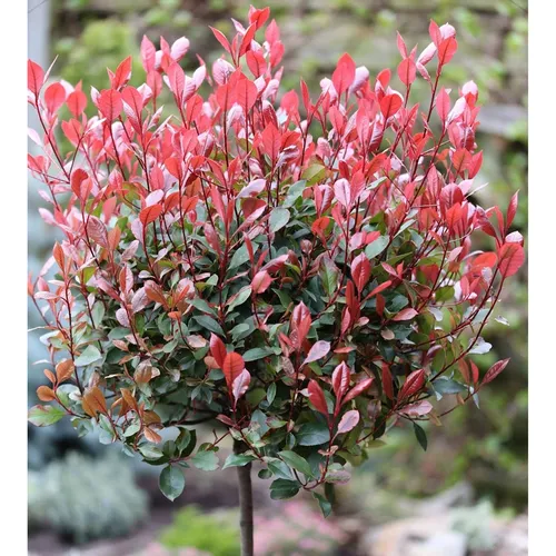 Hochstamm Glanzmispel Red Robin 40-60cm - Photinia fraseri - Sträucher - Immergrüne Heckenpflanze mit kupfrig-grünen Blättern und blutroten Trieben, ideal für sonnige Standorte und schnittverträglich.