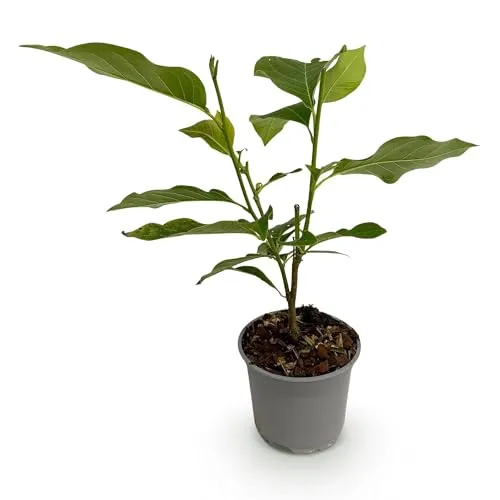 GreenboutiQ - Gartenpflanze - Magnolia Genie - Blüte Lila - 1 Pflanze - Laubabwerfend - Wenig Pflege - Topf 12cm Höhe 30cm