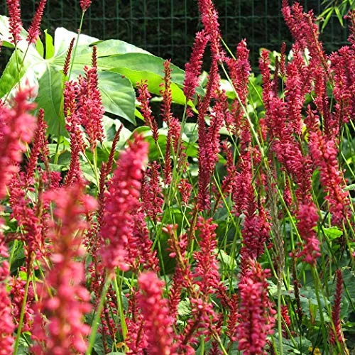Kerzenknöterich 'Speciosa' - Persicaria Amplexicaulis 'Speciosa' Topf 9x9cm: Rosafarbene Blüten für sonnige bis halbschattige Standorte. 6 x