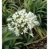 Liebesblume Schmucklilie Polar Ice - Agapanthus africanus