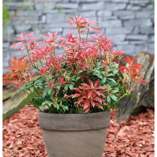 Schattenglöckchen Lavendelheide Mountain Fire 25-30cm - Pieris japonica - Sträucher: Immergrüne, winterharte Pflanze mit rot gefärbtem Blattwerk, ideal für halbschattige Standorte und als Hecke geeignet.