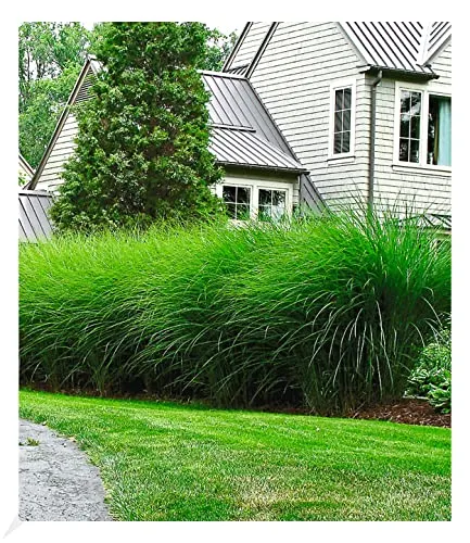 BALDUR Garten 3x Chinaschilf 'Eulalia' Chinagras, Pflanzen im 9x9 cm-Topf, Miscanthus sinensis 'Gracillimus', Ziergräser, Sichtschutz, winterharte Staude, mehrjährig, blühend