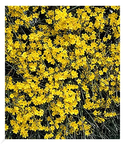 BALDUR Garten Echter Winter-Jasmin im 2 Liter-Topf - Winterblühender Zierstrauch mit duftenden Blüten, pflegeleicht und winterhart. Ideal für sonnige bis halbschattige Standorte, mit geringem Pflegeaufwand.