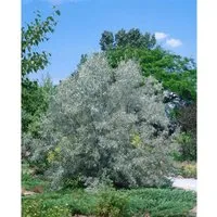 Elaeagnus angustifolia - Schmalblättrige Ölweide mit silbrig-grauen Blättern - Baumsamen & -pflanzen: Pflegeleichte Ölweide mit duftenden gelben Blüten, ideal für Hecken und als Solitärbaum. Winterhart bis -25 °C und trockenheitsresistent, perfekt für pflegeleichte Gärten.
