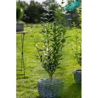 Ligustrum ovalifolium 80-100 cm