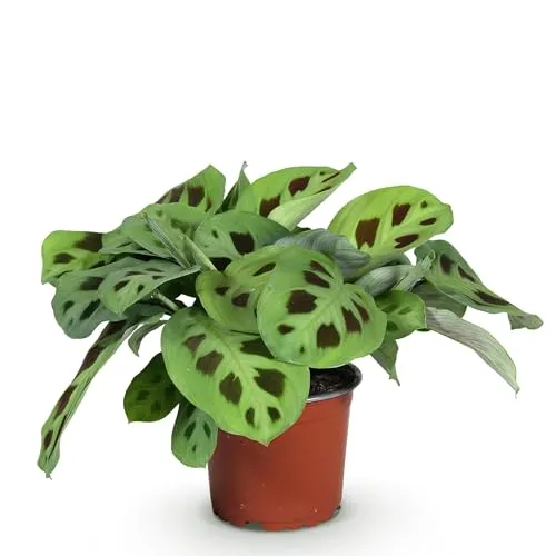 Green boutiQ - Zimmerpflanze - Maranta Fascinator Kerchoveana - Zebrapflanze - Haustierfreundliche Pflanze - Grün - 1 Pflanze - Topf 12cm - Höhe 25cm