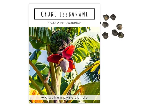 HappySeed Blumensamen Große Essbanane Samen (Musa x paradisiaca) - Exotische Banane, Blumen