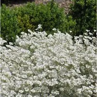 Niedriges Hornkraut - Cerastium tomentosum