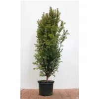 Taxus baccata - Europäische Eibe (80-100 cm) - Immergrüne Eibe für formale Hecken und Kübelpflanzungen. Mit robustem Wuchs und geringer Pflegebedürftigkeit bringt sie Struktur in jeden Garten.