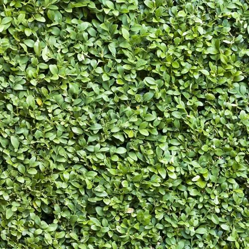 GreenboutiQ - Heckenpflanzen - Buxus sempervirens - Blatt grün - 8 Pflanzen - 1 laufender Meter - immergrün - Topf 9cm Höhe 20-25cm