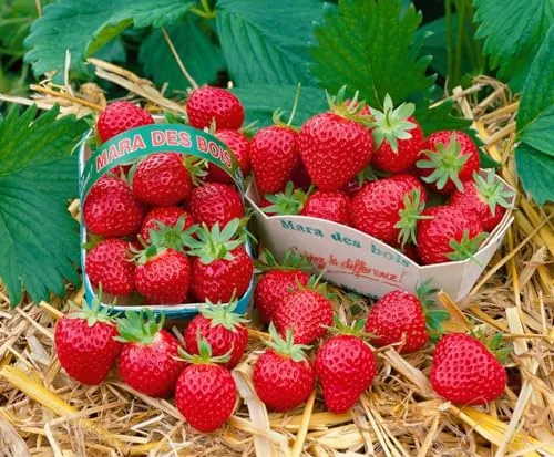 Fragaria Mara des Bois Erdbeere – Aromatisch im 9x9 cm Topf - Aromatische Erdbeere für Balkon und Garten, trägt kontinuierlich süß-saftige Früchte mit feinem Waldaroma. Ideal als Kübelpflanze oder im Beet, robust und winterhart.