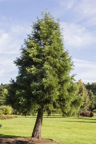 Pflanzen für Dich Riesenmammutbaum Sequoiadendron giganteum, 1 St. - Majestätischer Nadelbaum für jeden Garten. Der Riesenmammutbaum überzeugt mit eindrucksvoller Krone und dichten, weichen Nadeln. Ideal als Solitär oder Blickfang.