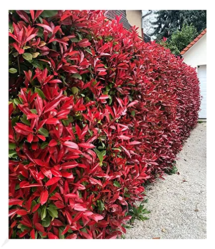 BALDUR Garten Photinia-Hecke 'Red Robin' - Immergrün und Winterhart - Ideal für Balkon und Garten, diese schnellwachsende Photinia-Hecke bleibt das ganze Jahr über grün und überzeugt mit rötlichem Austrieb im Frühling. Pflegeleicht und blühend!