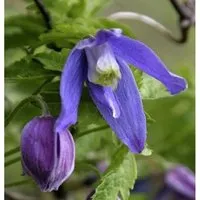 Alpen Waldrebe Frances Rivis 60-80cm - Clematis alpina