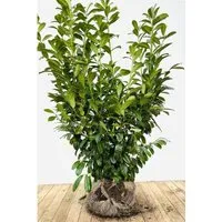 Prunus,aurocerasus 'Novita' 120-140 cm
