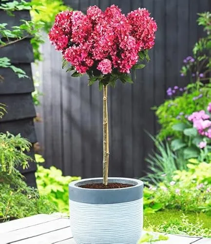 BALDUR Garten Hortensien-Stämmchen 'Bloody Marie®' im 4L Topf - Wunderschönes, winterhartes Hortensien-Stämmchen für Beet und Kübel. Pflegeleicht und mit beeindruckendem Farbspiel, blüht von Juli bis Oktober.