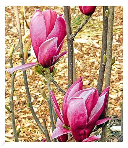 BALDUR Garten Magnolie March Till Frost - Winterharte Tulpenmagnolie, blühend von April bis Frost, ideal für sonnige Standorte; Pflegeaufwand gering - mittel, Höhe bis 400 cm.