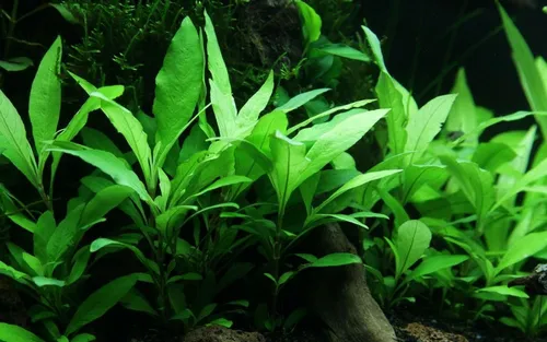 Aquaone Wasserpflanze Aquarium Pflanze Hygrophila Siamensis 53B Wasserpflanzen Nr.353B