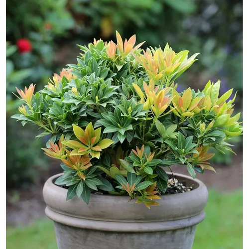 Schattenglöckchen Lavendelheide Sarabande 30-40cm - Pieris japonica - Sträucher - Immergrüne, winterharte Pflanze mit attraktiven Blüten von April bis Mai, ideal für halbschattige Standorte und perfekte Ergänzung zu Rhododendron.
