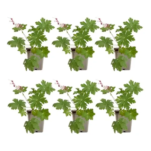 Bloomique - Set van 6 - Geranium Macrorrhizum ‘Spessart’ - Ooievaarsbek - Bodembedekker - Rijkbloeiend - Winterhard - Vaste plant - Geurend - 10-20 cm hoog - 9 cm pot - Topf 9 cm