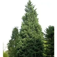 Leyland-Zypresse Pyramidalis 40-60cm - Cupressocyparis leylandii