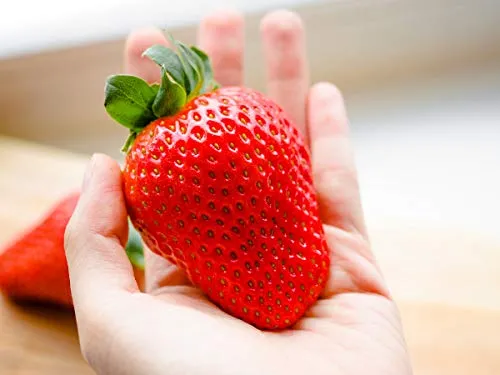 Maxim Erdbeerpflanzen (XXL Riesenerdbeeren) - Frigo Plus Pflanzen - Pflanzzeit: März/April - Ernte: Juni - Erdbeersetzlinge/Erdbeerstecklinge - Erdbeerprofi.de 20