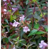 Abelia Edward Goucher 30-40cm - Abelia grandiflora