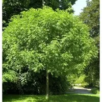 Hochstamm Kugel Esche Grüne Kugel 40-60cm - Fraxinus - Sträucher, pflegeleichtes Ziergehölz mit buschiger Krone, ideal für Steingärten und entwickelt sich optimal auf frisch-feuchtem Boden.