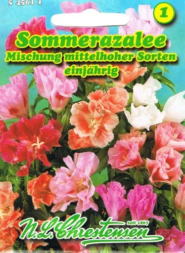 Sommerazalee Mischung , einjährig, mittelhoher Sorten einjährig 'Godetia grandiflora' Azalee