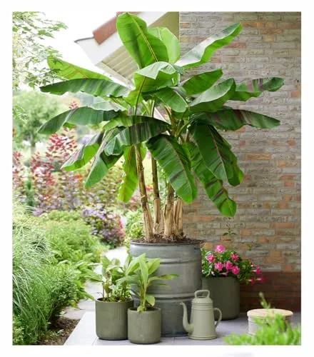 BALDUR Garten 1x Winterharte Banane 'Ever Red®', Pflanze im 10,5 cm-Topf, kastanien-rötliche Streifen, winterhart bis -10 °C, exotische Kübelpflanze, mehrjährig, für Garten, Balkon & Terrasse