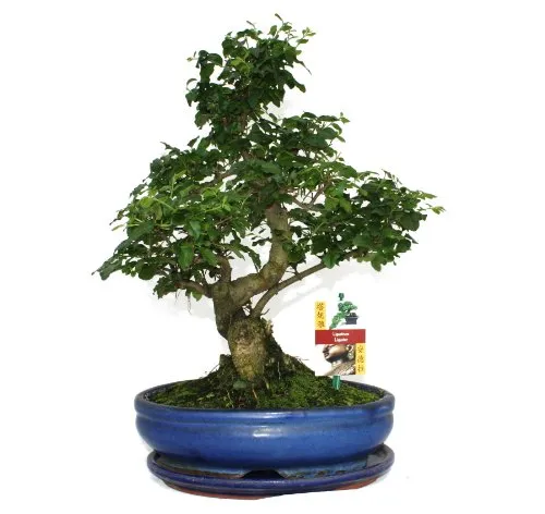 Exotenherz Bonsai Chinesischer Liguster - Ligustrum sinensis, ca. 10 Jahre - Zimmerpflanze mit Giessanzeige: Der Chinesische Liguster zeigt, wann er Durst hat! Ein einzigartiger Bonsai, handgearbeitet und ideal für Pflanzenliebhaber.