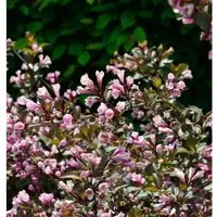 Weigelie Nana Purpurea 80-100cm - Weigela florida
