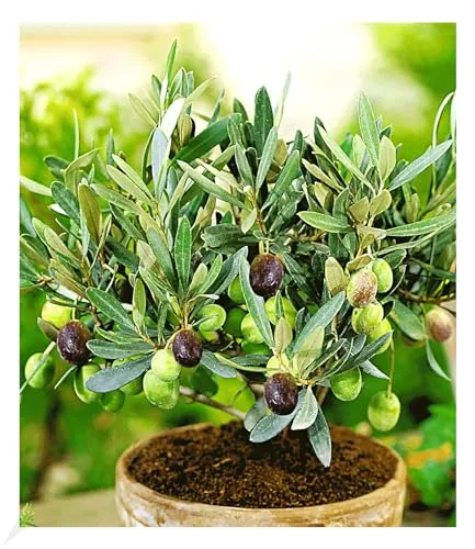 BALDUR Garten 1x Olive, Pflanze im 12 cm-Topf, Olea europaea, Olivenbaum, mehrjährig - frostfrei halten, trockenresistent, pflegeleicht, Wasserbedarf gering, für Standort in der Sonne geeignet