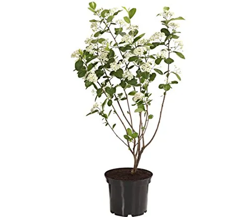 Dehner Apfelbeere Aronia Aron, violett-schwarze Früchte, ca. 40-60 cm, 3 l Topf, Beerenstrauch