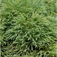 Japanische Sicheltanne Dinger 15-20cm - Cryptomeria japonica - Gartenpflanze für Hecken & Sträucher, robust und ideal für den Garten mit einer max. Wuchsgröße von 150cm.
