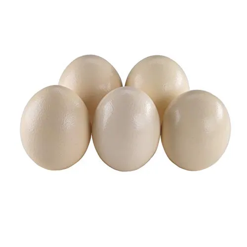 africX 5 Straußeneier aus Südafrika - 1A Qualität - Straußenei - Größe ca. 13-15cm - naturbelassen, entleert, ausgeblasen und gereinigt