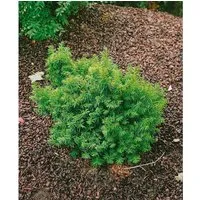 Pflanzen für Dich Konifere Taxus cuspidata Nana, kompakte Japanische Eibe - Ziergehölze: Immergrün, winterhart und pflegeleicht – die kompakte Taxus cuspidata ‘Nana’ sorgt für Struktur und Ruhe im Garten und eignet sich perfekt für Hecken, Beete und Kübel.