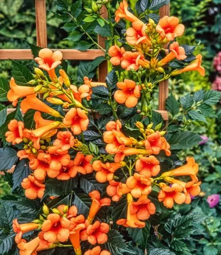 BALDUR-Garten Amerikanische Klettertrompete Campsis - mehrjährige, winterharte Kletterpflanze - Blumen & Pflanzen, pflegeleicht und stark wachsend, erreicht bis zu 6 Meter Höhe mit üppigen Blüten von Juni bis Oktober.