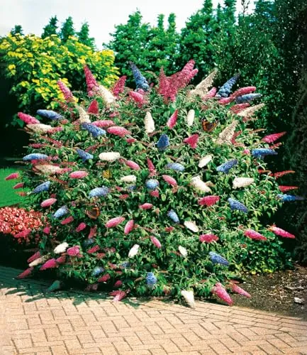 BALDUR Garten Schmetterlingsstrauch 'Papillion Tricolor' im 12 cm-Topf - Dreifarbiger Schmetterlingsstrauch, ideal für sonnige bis halbschattige Standorte. Geringer Pflegeaufwand und mehrjährig, bringt Farbe in Ihren Garten!